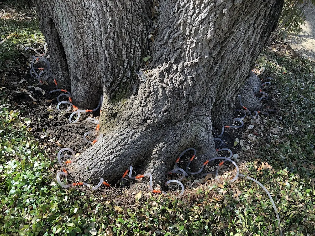 Detailed Tree Cabling and Bracing job site in Ribera