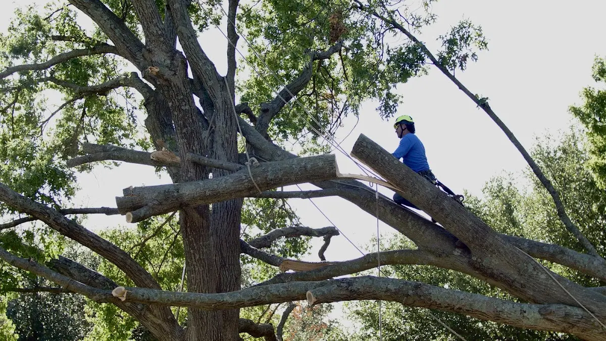 Professional Hazardous Tree Removal performed by certified arborists in Ribera